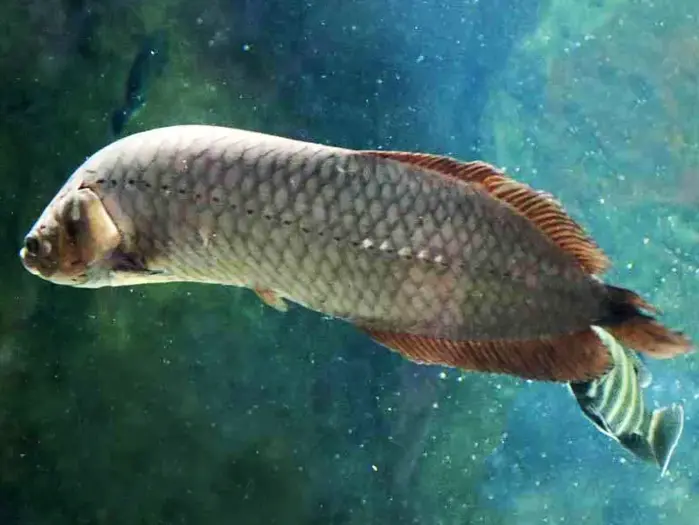 African Arowana