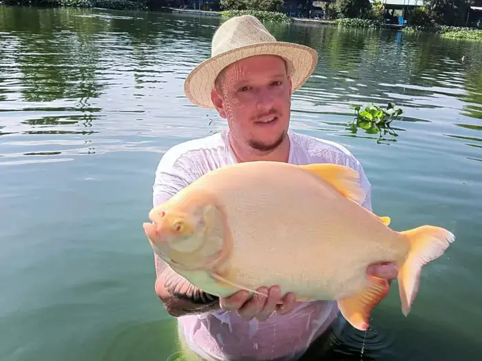 Leucistic (Albino) Pacu