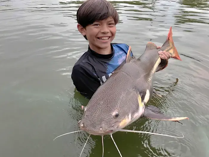 Amazon Redtail Catfish