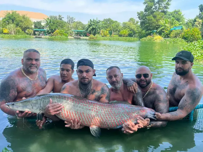 Arapaima