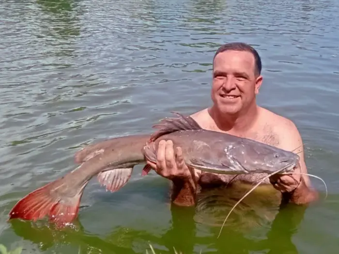 Asian Redtail Catfish