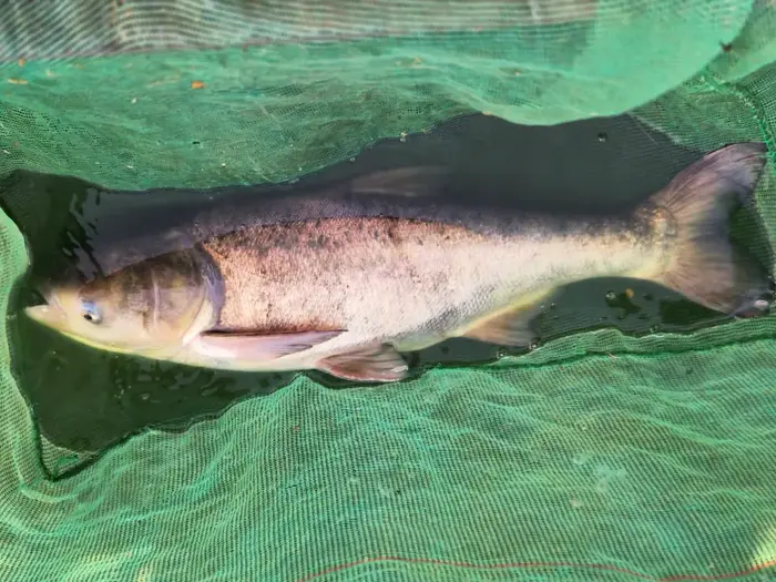 Bighead Carp