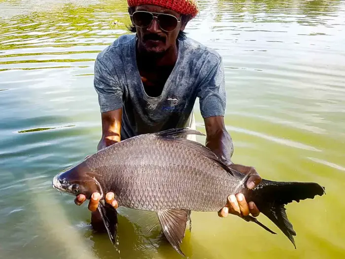 Black Sharkminnow