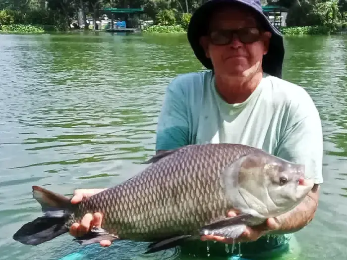 Catla Carp