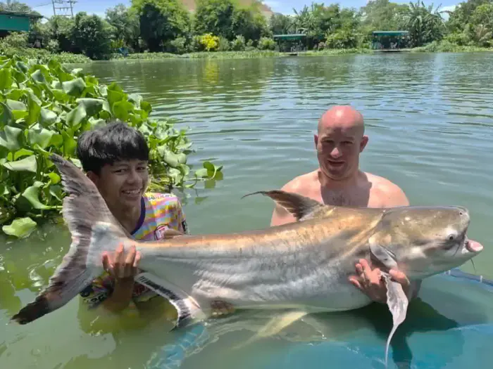 Chao Phraya Catfish