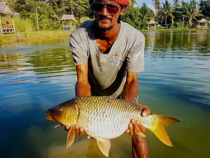 Common Carp
