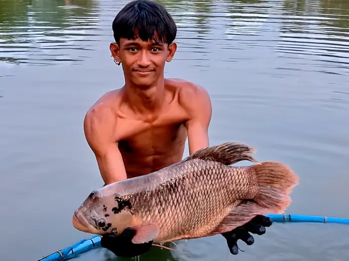 Giant Gourami