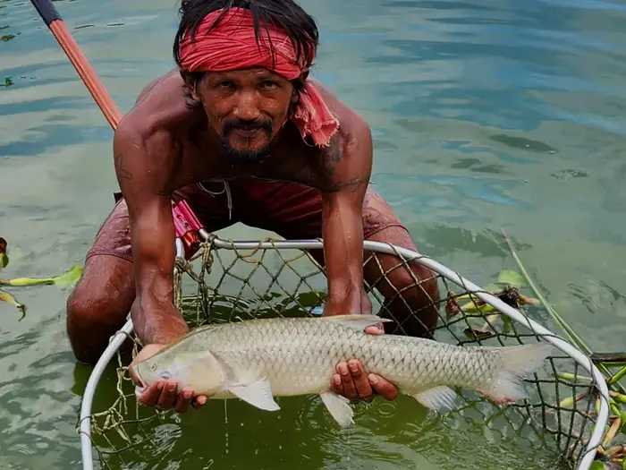 Grass Carp