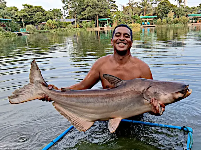 Mekong Giant Catfish
