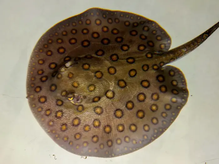Motoro Stingray