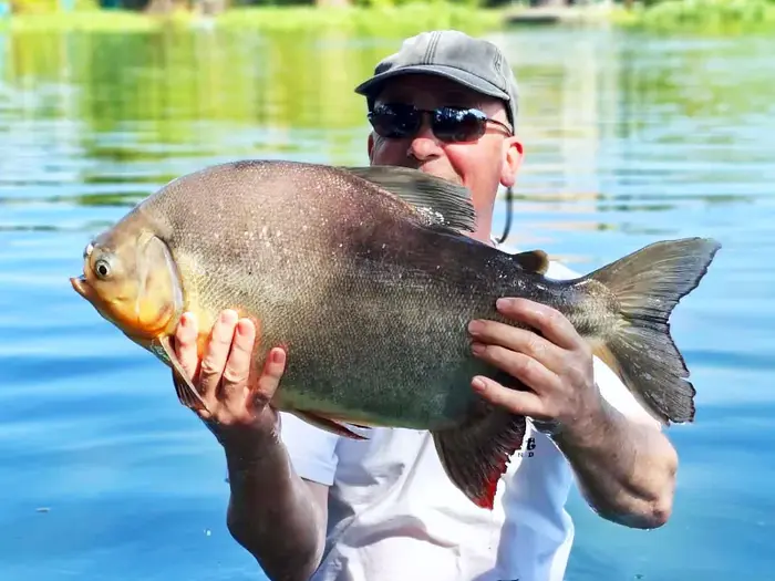 Pacu