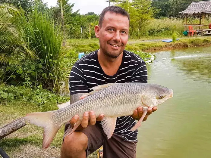 Indian (Rohu) Carp