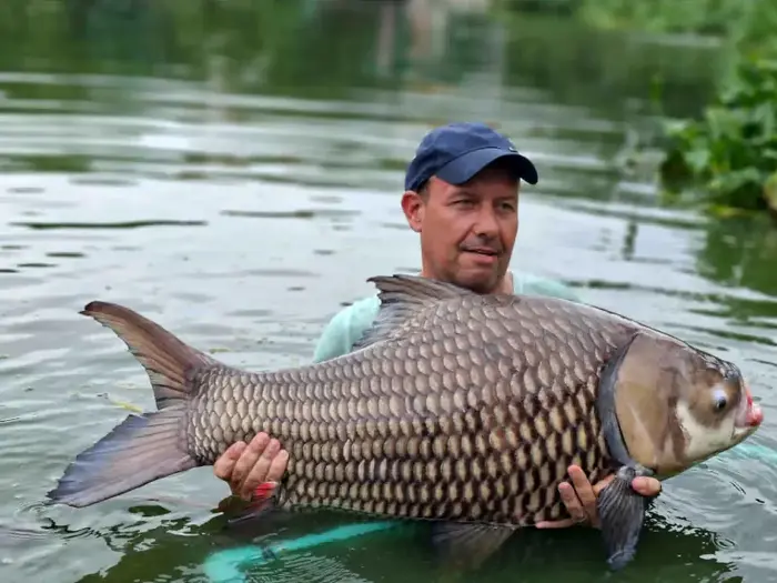 Siamese Giant Carp