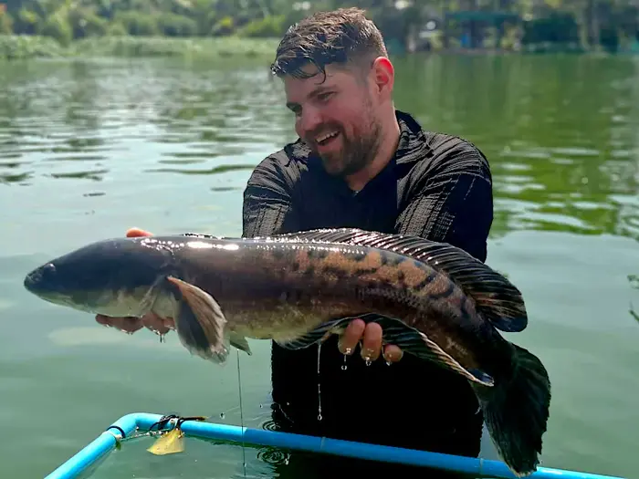 Giant Snakehead