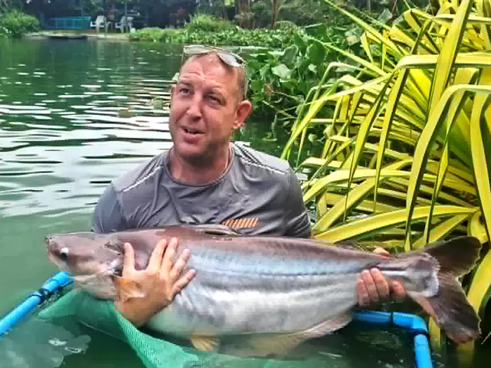 Striped Catfish