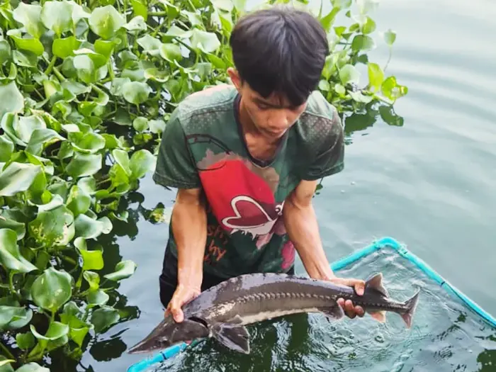 Diamond Sturgeon