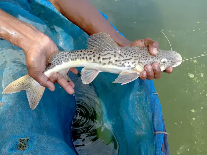 Tiger Shovelnose Catfish