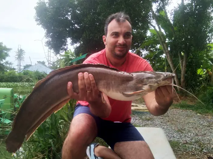 Walking Catfish