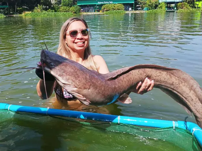 Wels Catfish