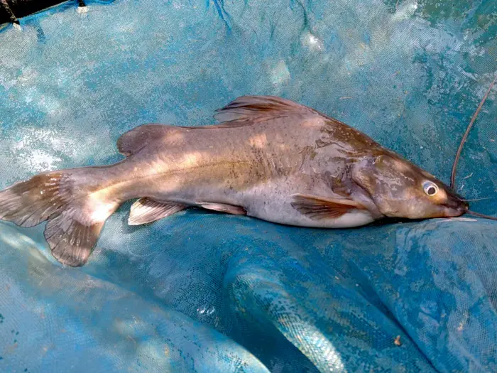 Yellow Tail Catfish